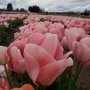 Meet your Posher, Kit